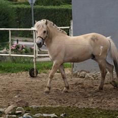 Fjordhest Østermark breezer