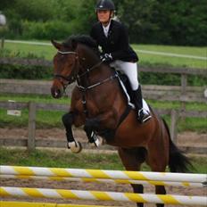 Dansk Varmblod Lacano