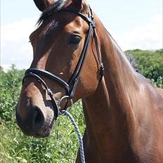 Dansk Varmblod Miss Cuba Xpart