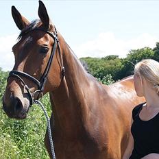 Dansk Varmblod Miss Cuba Xpart