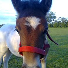 Anden særlig race Coco Star