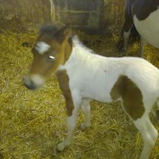 Anden særlig race Coco Star