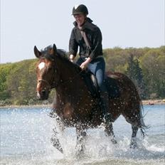 Anden særlig race Bianca *rideskolehest*