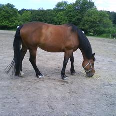 Anden særlig race Bianca *rideskolehest*