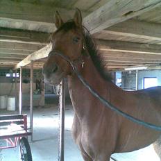 Anden særlig race Felix