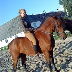 Anden særlig race Felix