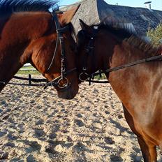 Anden særlig race Felix