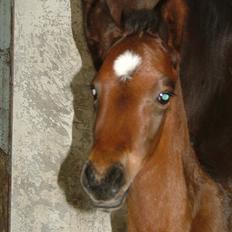 Dansk Varmblod Timberlain