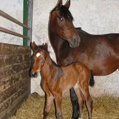 Dansk Varmblod Timberlain