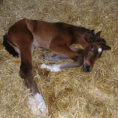 Dansk Varmblod Timberlain