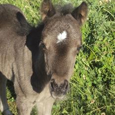 Anden særlig race Prins