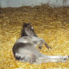 Anden særlig race Prins