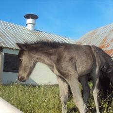 Anden særlig race Prins