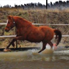DSP /Araber Kasmir Min drøm<3