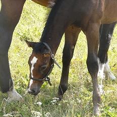 Dansk Varmblod AMMENDRUP NYGÅRD'S FANCY