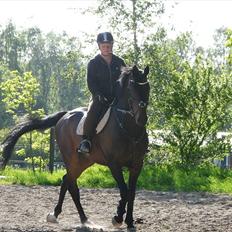 Hollandsk Varmblod Valco