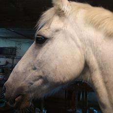 Anden særlig race mosegrisen