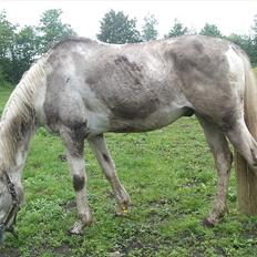 Anden særlig race mosegrisen