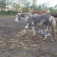 Anden særlig race mosegrisen