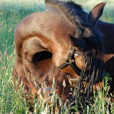 Traver Linda egely *rip*