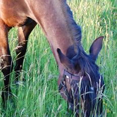 Traver Linda egely *rip*