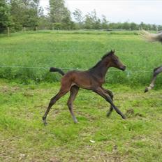 DSP Larsmindes Billica