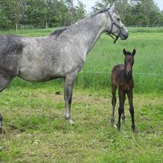 DSP Larsmindes Billica