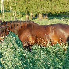 Traver Linda egely *rip*