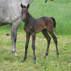 DSP Larsmindes Billica