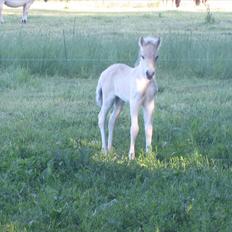 Fjordhest Larsmindes Blomst(solgt)