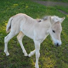 Fjordhest Larsmindes Blomst(solgt)