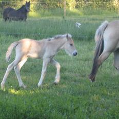Fjordhest Larsmindes Blomst(solgt)