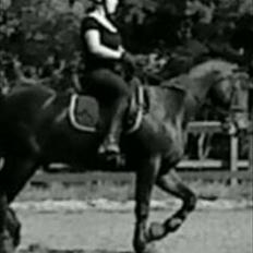 Irsk Sportspony captain jack