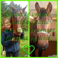 Anden særlig race Øko.