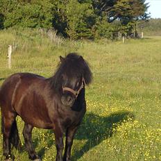 Anden særlig race Francisko's Mini Fræser