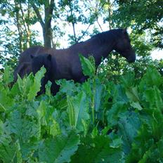 Anden særlig race Francisko's Mini Fræser