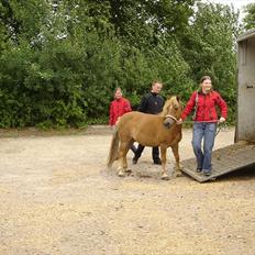 Anden særlig race Otto R.I.P.