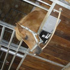 Anden særlig race Otto R.I.P.