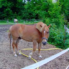 Anden særlig race Otto R.I.P.