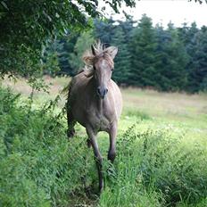 Arabisk fuldblod (OX) | Diemma <3 *Amy*