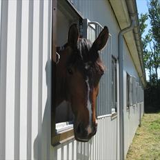 Dansk Varmblod Asjha Busbjerg