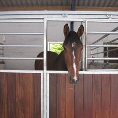 Dansk Varmblod Asjha Busbjerg