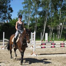 Dansk Varmblod Asjha Busbjerg