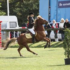 Anden særlig race Red ocean . SOLGT