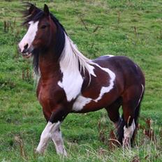 Tinker Anton *AVL`S HINGST*