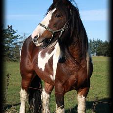 Tinker Anton *AVL`S HINGST*