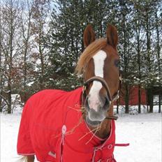 Arabisk fuldblod (OX) Bell-A-Mi 