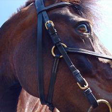 New Forest Faneth solgt!;(