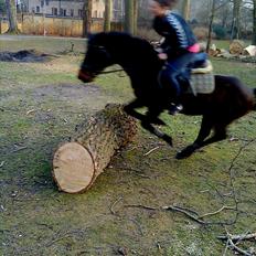 New Forest Faneth solgt!;(