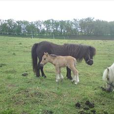 Shetlænder Tinkerbell